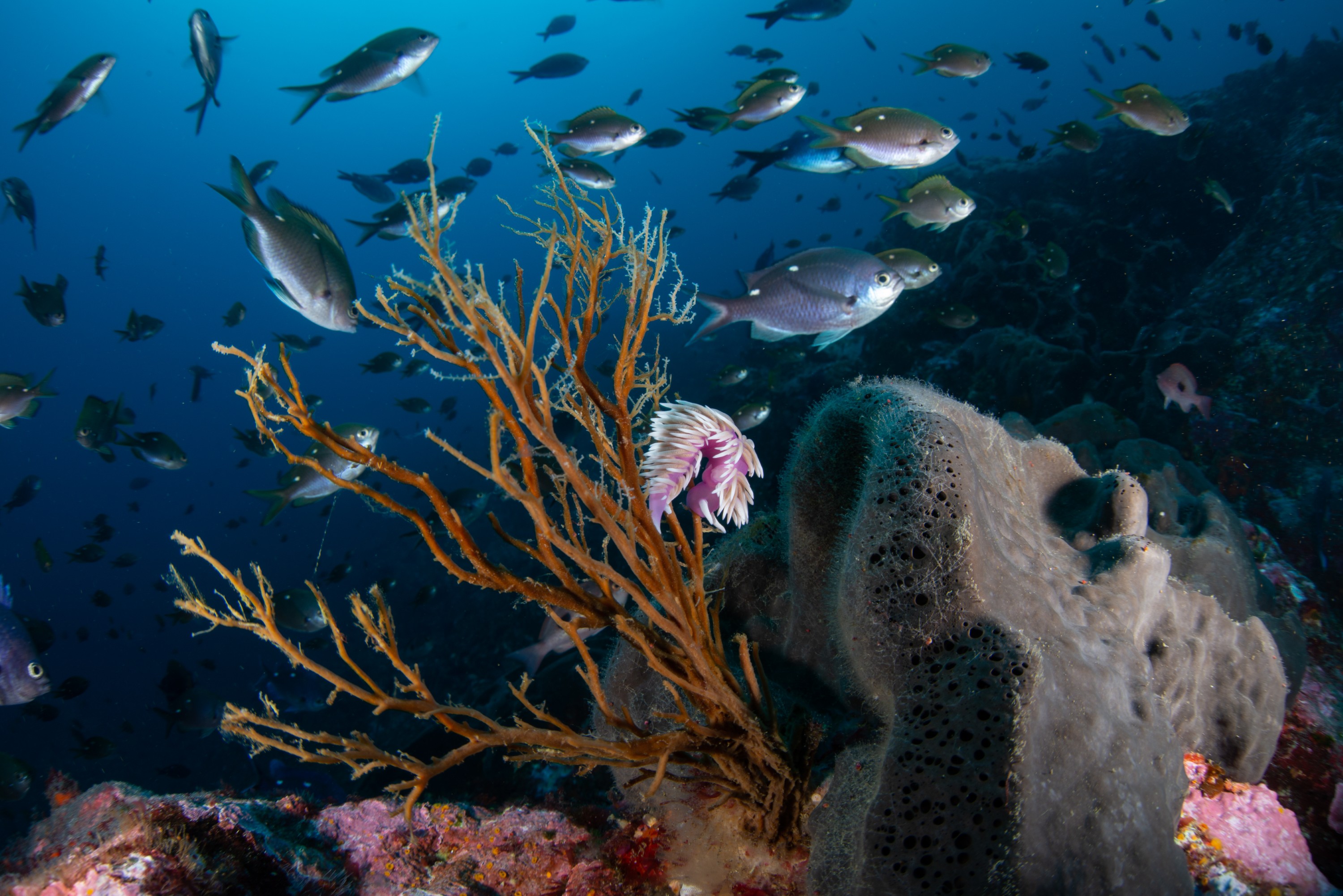 DSC_4306-5 – BayOfIslands, Cape Brett, Diversity, Fish, Kelp, Wideangle, invertebrates
